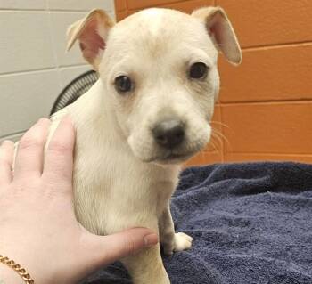Australian Cattle Dog Blue Heeler and Mixed Breed Dogs Available for Adoption - KAILEY | PetCurious