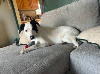 Rescue German Shorthaired Pointer Dogs for Adoption in Lewiston, Idaho - Bella | PetCurious