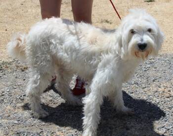 Rescue Poodle and Mixed Breed Dogs for Adoption in Vacaville, California - Whoville | PetCurious