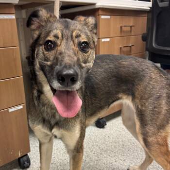 Queenie -  Shepherd Dog for Adoption in Reno, Nevada - Queenie | PetCurious