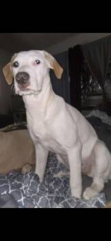 Rescue Labrador Retriever and Dachshund Dogs for Adoption in Tylertown, Mississippi - Iris | PetCurious