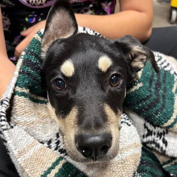 Eeyore -  Shepherd and Mixed Breed Dog for Adoption in Yuma, Arizona - Eeyore | PetCurious
