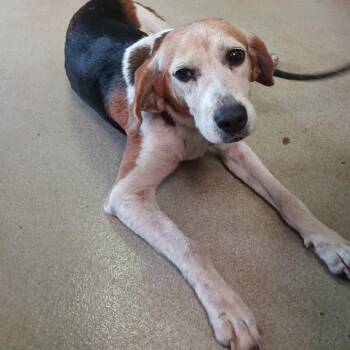 River -  Treeing Walker Coonhound and Mixed Breed Dog for Adoption in Valley, Alabama - River | PetCurious