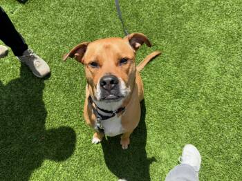 Rescue Mixed Breed Dogs for Adoption in Chicago, Illinois - Saint | PetCurious