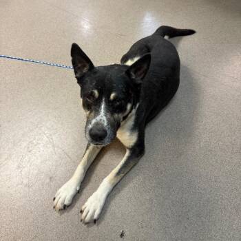 Swiper -  Cattle Dog and Mixed Breed Dog for Adoption in Pasadena, California - Swiper | PetCurious