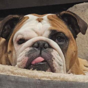 Gracie -  English Bulldog Dog for Adoption in Dekalb, Illinois - Gracie | PetCurious