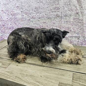 Phyllis -  Miniature Schnauzer Dog for Adoption in Normal, Illinois - Phyllis | PetCurious