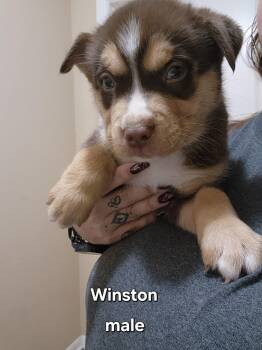 Winston -  Australian Kelpie and Australian Shepherd Dog for Adoption in Watertown, Connecticut - Winston | PetCurious