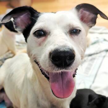 Rosie -  Jack Russell Terrier and Beagle Dog for Adoption in Eustis, Florida - Rosie | PetCurious
