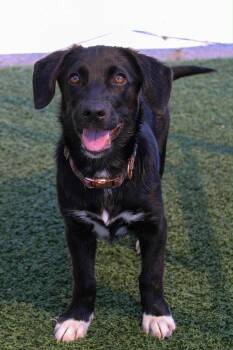 Rescue Dachshund and Labrador Retriever Dogs for Adoption in Hartford, Kentucky - Caroline | PetCurious