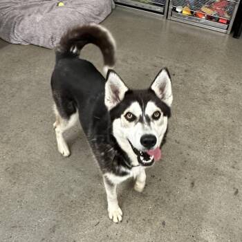 Lilly (Laverne) -  Mixed Breed Dog for Adoption in South Haven, Michigan - Lilly (Laverne) | PetCurious