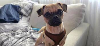 Atherton -  Pug and Chihuahua Dog Available for Adoption in Gardena, California - Atherton | PetCurious