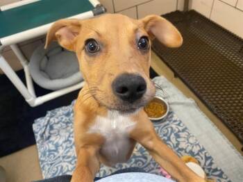 JJ -  Pit Bull Terrier and Greyhound Dog for Adoption in Fort Wayne, Indiana - JJ | PetCurious