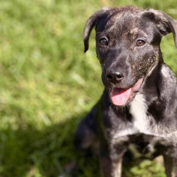 Venus -  Australian Shepherd and Hound Dog for Adoption in Sparta, New Jersey - Venus | PetCurious
