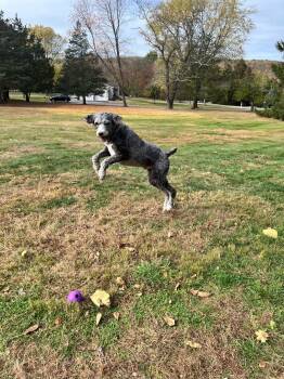 Rescue Poodle and Old English Sheepdog Dogs for Adoption in Readington Township, New Jersey - Duke-NJ-mixed Breed | PetCurious