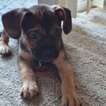 Posh -  Boxer and Chihuahua Dog for Adoption in Tampa, Florida - Posh | PetCurious