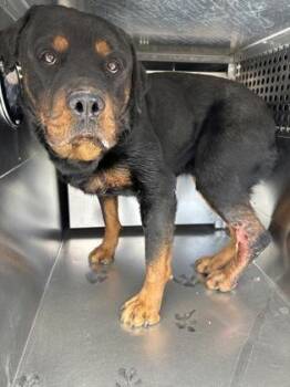 Rottweiler and Mixed Breed Dogs Available for Adoption - Waylon | PetCurious