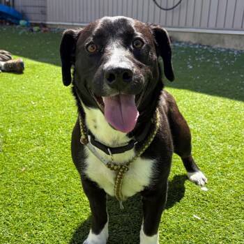 Basset Hound Dogs Available for Adoption in Bedford, New Hampshire - Gnocchi | PetCurious