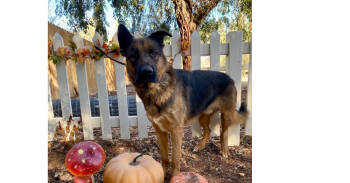 Rescue German Shepherd Dog Dogs for Adoption in Naperville, Illinois - Tye | PetCurious