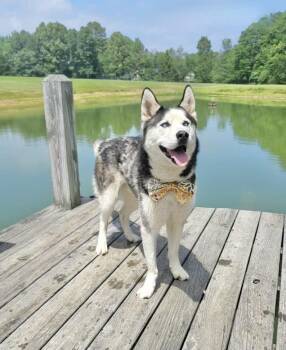 Kavik -  Siberian Husky Dog for Adoption in Manchester, Connecticut - Kavik | PetCurious
