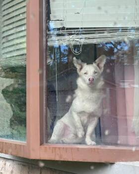 Mr Fluff -  Cardigan Welsh Corgi Dog for Adoption in Grove City, Ohio - Mr Fluff | PetCurious