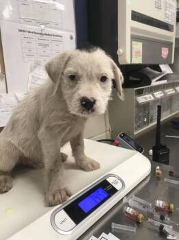 KENICKIE -  Pit Bull Terrier and Mixed Breed Dog for Adoption in Conroe, Texas - KENICKIE | PetCurious