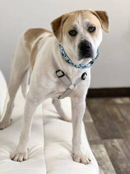Rescue Mixed Breed Dogs for Adoption in Savage, Minnesota - Oscar | PetCurious