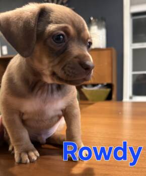 Puggle and Chihuahua Dogs Available for Adoption in Dallas, Texas - Rowdy | PetCurious