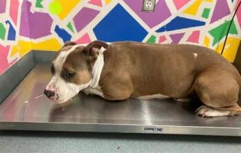 Rescue Pit Bull Terrier and Mixed Breed Dogs for Adoption in Baytown, Texas - TANNER | PetCurious