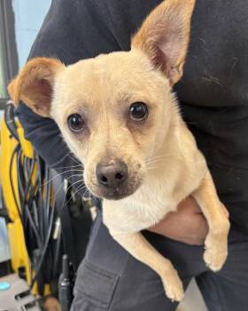 Chihuahua Dogs Available for Adoption - Pen 228c Vinnie Hw+ | PetCurious