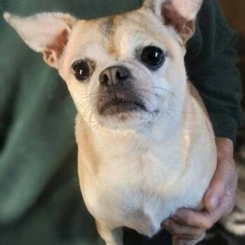 Pug Dogs Available for Adoption in Oroville, Washington - Honey | PetCurious