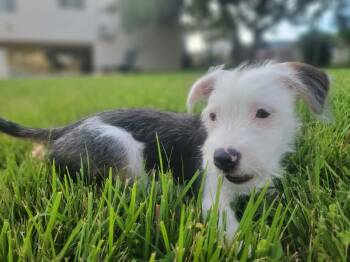 Moonie -  Mixed Breed Dog for Adoption in Bardonia, New York - Moonie | PetCurious