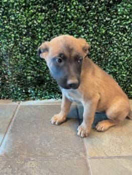 Mixed Breed Dogs Available for Adoption - 60638926 | PetCurious