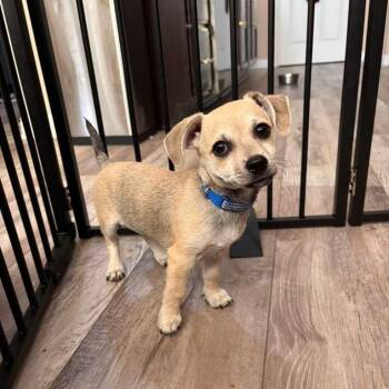 Robin Hood -  Chihuahua and Terrier Dog for Adoption in Martinez, California - Robin Hood | PetCurious