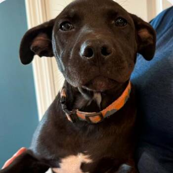 Howdy -  Pit Bull Terrier and Husky Dog for Adoption in Kansas City, Missouri - Howdy | PetCurious