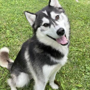 Luka -  Siberian Husky and None Dog for Adoption in South Haven, Michigan - Luka | PetCurious