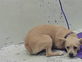 A2083512 -  French Bulldog and Mixed Breed Dog for Adoption in Houston, Texas - A2083512 | PetCurious