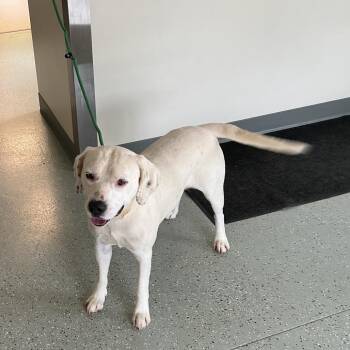 Spotty -  Terrier and Mixed Breed Dog for Adoption in Galax, Virginia - Spotty | PetCurious