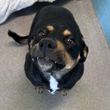 Bear - Butler Campus -  Rottweiler Dog for Adoption in Flagstaff, Arizona - Bear - Butler Campus | PetCurious
