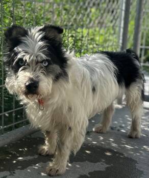 Rescue Corgi and Australian Shepherd Dogs for Adoption in Columbus, Nebraska - Rodknee | PetCurious