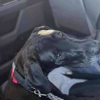 Rescue Great Dane Dogs for Adoption in Mesa, Arizona - Tolleson | PetCurious