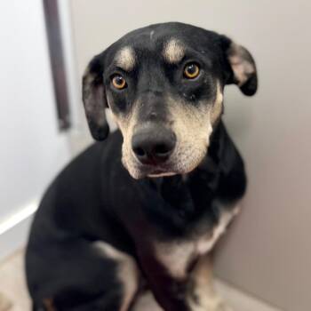 Tex -  Black Labrador Retriever and Mixed Breed Dog for Adoption in Green Bay, Wisconsin - Tex | PetCurious
