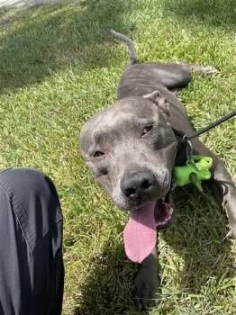A660761 -  Pit Bull Terrier Dog for Adoption in Houston, Texas - A660761 | PetCurious