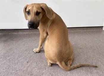 COURAGE -  Great Dane Dog for Adoption in Brentwood, Missouri - COURAGE | PetCurious