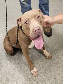 FELIX -  Pit Bull Terrier and Mixed Breed Dog for Adoption - FELIX | PetCurious