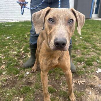 Mixed Breed Dogs Available for Adoption - Benito | PetCurious