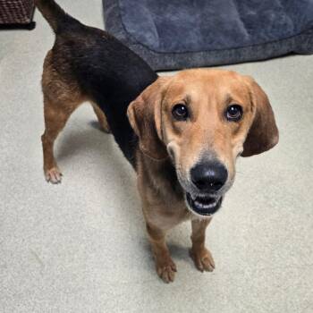 Jerky Joe -  Hound Dog for Adoption in Windsor, Virginia - Jerky Joe | PetCurious