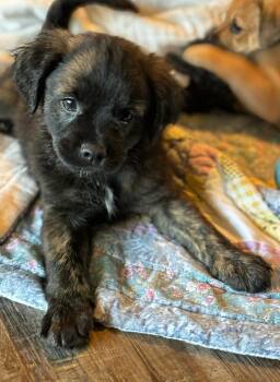 Dachshund and Black Mouth Cur Dogs Available for Adoption in West Palm Beach, Florida - Forest | PetCurious