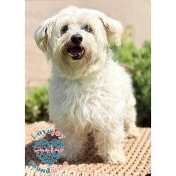 Jarold COH -  Maltese and Havanese Dog for Adoption in Inglewood, California - Jarold COH | PetCurious
