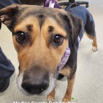 Shepherd Dogs Available for Adoption in Medina, Ohio - Angel | PetCurious